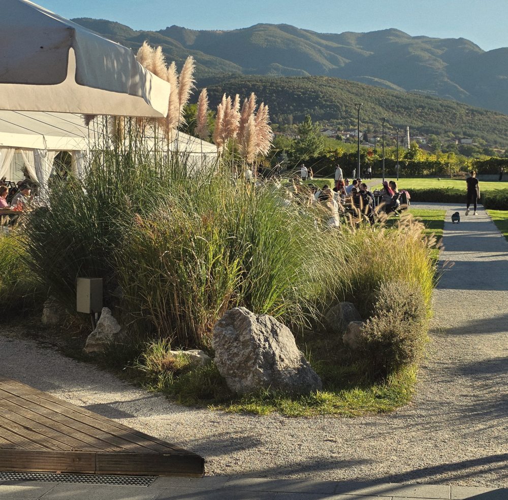 Pampas grass and a white marquee in the gardens